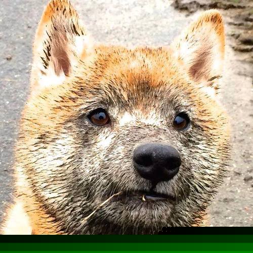 掩护战术中节奏偏移是否能制造位置交换机会