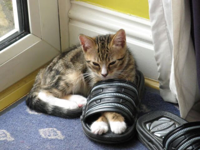 KAIYUNAPP-世界杯裁判判罚的法律依据，世界杯裁判误判怎么办