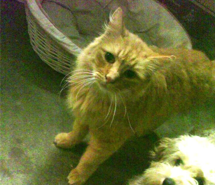 美国队赛后分享备赛心得，美国 比赛